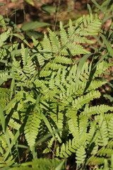 Green fern leaves growing in the wild forest.