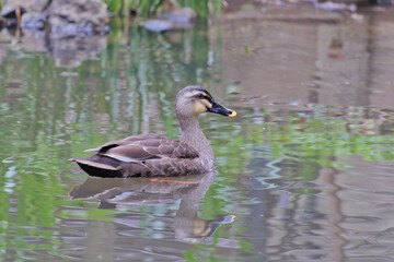 池のカモ