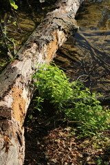 Wild reeds growing along the lake shore.
