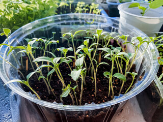 Flowerpot filled with various small plants sprouting beautifully