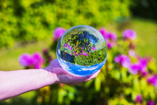 Close-up of hand holding crystal ball reflecting reversed image of blooming rhododendron bush on green lawn in garden.