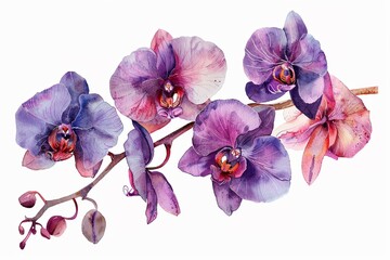 Watercolor orchid clipart featuring exotic blooms in purple and pink hues