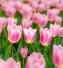 blooming tulips closeup - 766343966