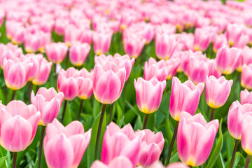 blooming tulips closeup - 766344115
