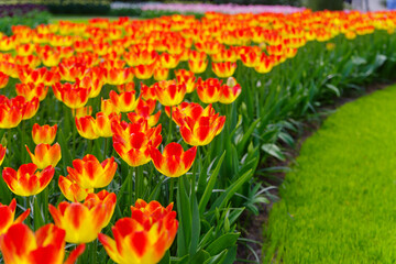 blooming tulips closeup - 766344155
