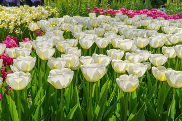 blooming tulips closeup - 766344327