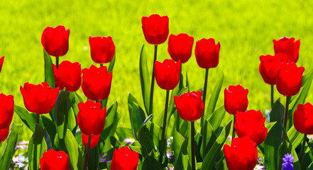 blooming tulips closeup - 766344330