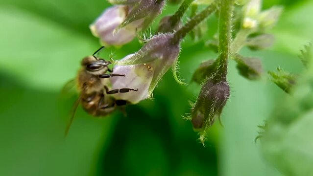 A bee on a delicate pink flower. Comfrey. Collects nectar. Slow-motion close-up video.