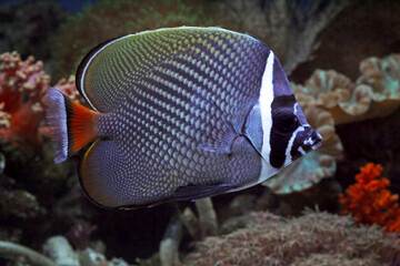 Fototapeta na wymiar beautiful indonesia marine fish on tropical coral