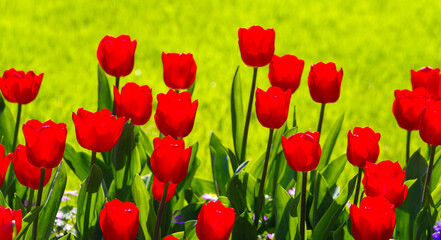 blooming tulips closeup - 766344579