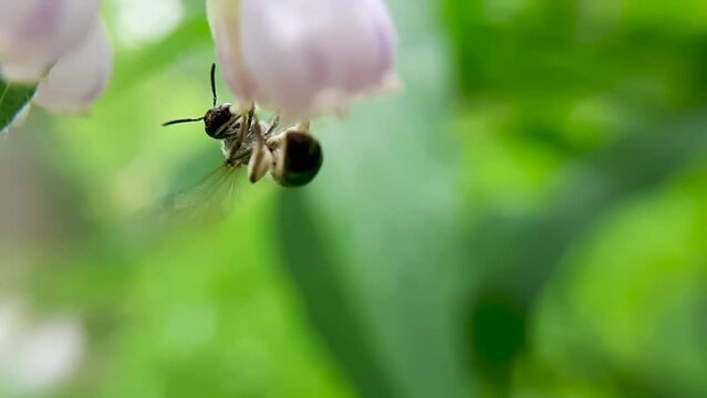 The bee flies away from the flower. Comfrey. Collects nectar. Slow-motion close-up video.