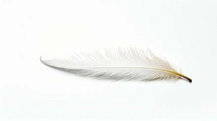 Feather on white background UHD wallpaper