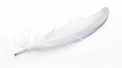 Feather on white background UHD wallpaper