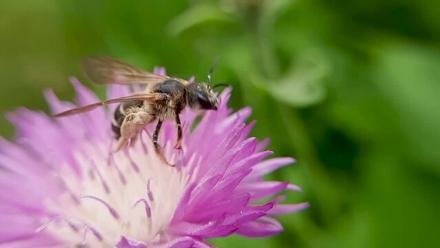 A bee on a pink flower. Slow-motion close-up video