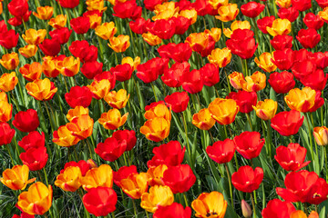 blooming tulips closeup - 766347151