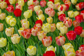 blooming tulips closeup - 766347506