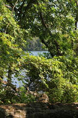 Leafy branches hanging along the lake shore.