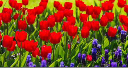 blooming tulips closeup - 766348181
