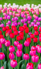 blooming tulips closeup - 766348512