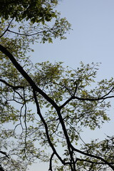 tree branches against blue sky