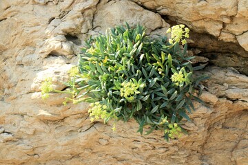 wild flowers on  sandstone in Lopar on the island Rab, Croatia