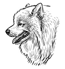 Husky dog sketch portrait, profile, pet, domestic animal,  head, vector hand drawing isolated on white - 766349703
