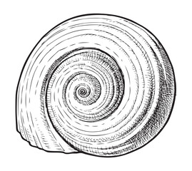 Nautilus mollusk seashell, clam shell, single, spiral, sea life, beach, contour hand drawing, black and white vector sketch isolated on white - 766349713