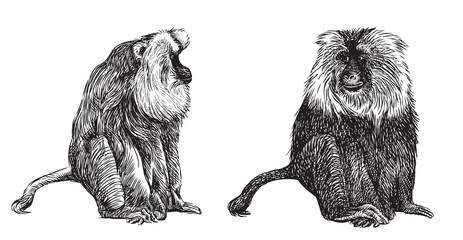 Monkey two black cute shaggy  realistic sitting looking, vector hand drawn illustration isolated on white