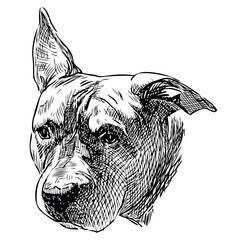 Pit bull dog sketch portrait, pet, domestic animal,  head, vector hand drawing isolated on white
