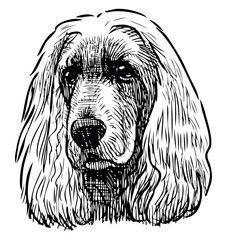 Spaniel dog sketch portrait pet, domestic animal,  head, vector hand drawing isolated on white