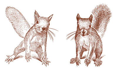 Squirrels sketches, rodents, wild animals,funny, fluffy, cute,red, two, vector hand drawings isolated on white