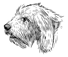 Terrier dog sketch portrait, profile, pet, domestic animal,  head, vector hand drawing isolated on white
