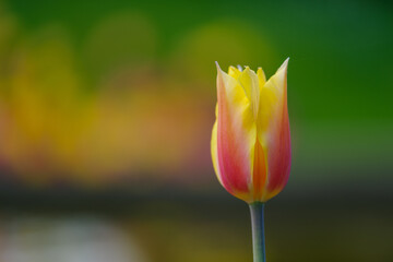 blooming tulips closeup - 766349965