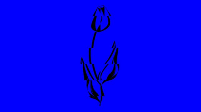 Tulip Flower Plant blue screen video