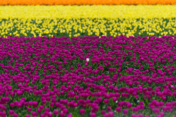 blooming tulip fields - 766350972
