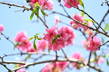 겹벚꽃