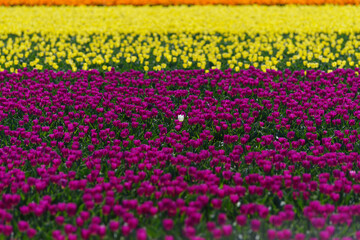 blooming tulip fields - 766351501