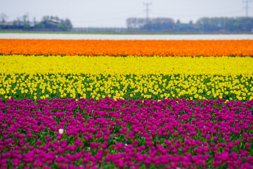 blooming tulip fields - 766351576