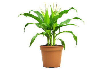 Corn Plant in a Pot Isolated on Transparent Background