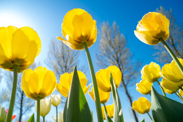 blooming tulip fields - 766352989