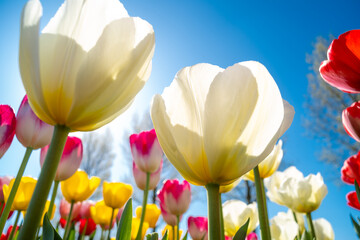 blooming tulip fields - 766353351