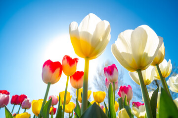 blooming tulip fields - 766353792