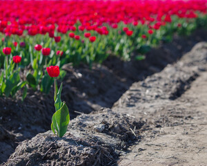 blooming tulip fields - 766354321