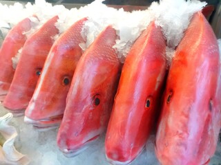 Red snapper, red emperor (Lutjanus sebae) is a species of tropical fish in the family Lutjanidae