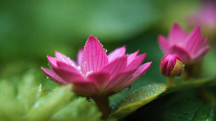 Pink water plant flower, macro photography