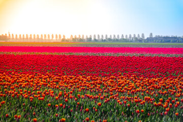 blooming tulip fields