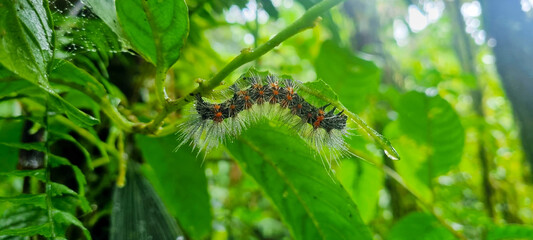 Caterpillar hanging from a leaf in the jungle