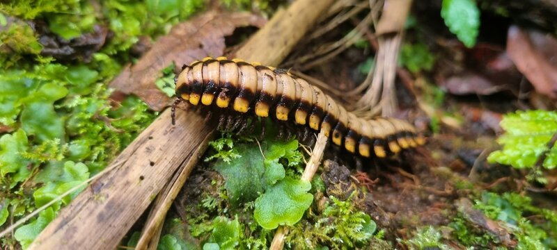 yellow python milipede crawling over a branch in the jungle