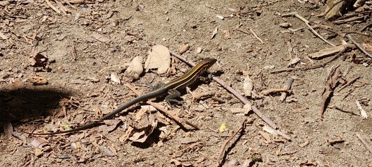 four-lined ameiva lizard in the jungle of corcovado