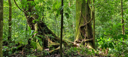 two trees in the jungle of corcovado - obrazy, fototapety, plakaty